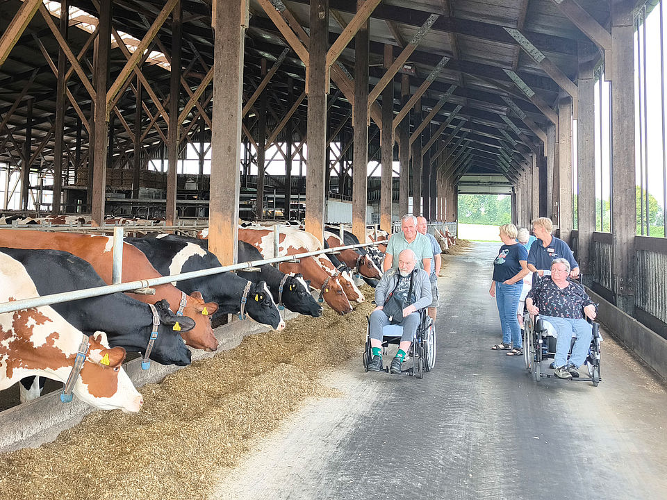 Stallgasse mit Kühen