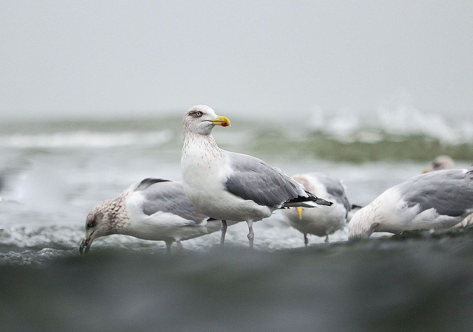 3 Möwen am Strand