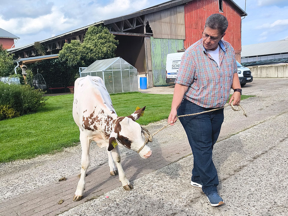 Unsere Leitung Bettina Bonert führt ein Kalb